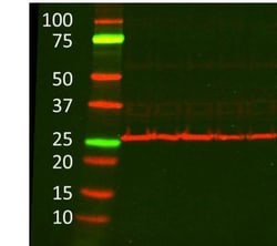 BNIP3 Antibody, Novus Biologicals 0.05mL; Unlabeled:Antibodies, Polyclonal