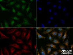 BNIP3L Antibody - BSA Free, Novus Biologicals:Antibodies:Primary Antibodies