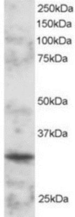 BOB1 Antibody, Novus Biologicals 0.1 mg | Buy Online | Novus Biologicals | Fisher Scientific