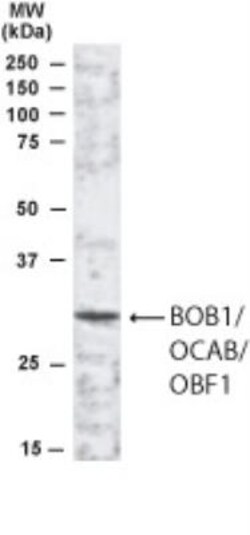 BOB1 Antibody, Novus Biologicals 0.1 mg | Buy Online | Novus Biologicals | Fisher Scientific