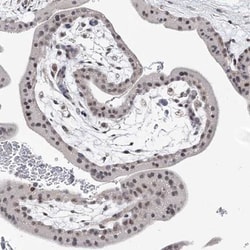 BOD1L Antibody, Novus Biologicals:Antibodies:Primary Antibodies