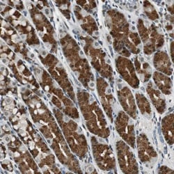 BOLA1 Antibody, Novus Biologicals 25 &mu;L | Buy Online | Novus Biologicals | Fisher Scientific