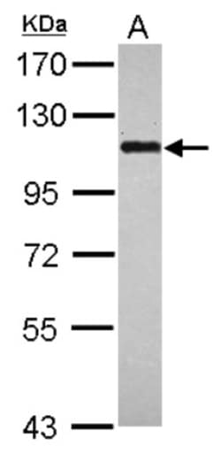BOP1 Antibody, Novus Biologicals 0.1mL; Unlabeled:Antibodies, Polyclonal
