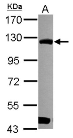 BOP1 Antibody, Novus Biologicals 0.1mL; Unlabeled:Antibodies, Polyclonal