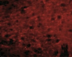 Bora Antibody - BSA Free, Novus Biologicals 0.1mg; Unlabeled:Antibodies,