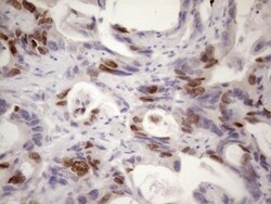 Borealin Antibody (OTI4G3), Novus Biologicals 0.1mL; Unlabeled:Antibodies,