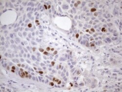Borealin Antibody (OTI4G3), Novus Biologicals 0.1mL; Unlabeled:Antibodies,
