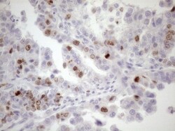 Borealin Antibody (OTI4G3), Novus Biologicals 0.1mL; Unlabeled:Antibodies,