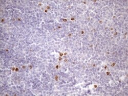 Borealin Antibody (OTI4G3), Novus Biologicals 0.1mL; Unlabeled:Antibodies,