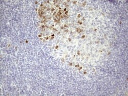 Borealin Antibody (OTI4G3), Novus Biologicals 0.1mL; Unlabeled:Antibodies,