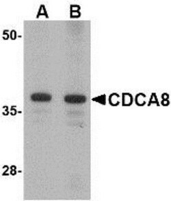 Borealin Antibody - BSA Free, Novus Biologicals:Antibodies:Primary Antibodies