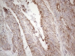 BP1 Antibody (OTI8A1), Novus Biologicals 0.1mL; Unlabeled:Antibodies, Monoclonal