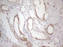 BP1 Antibody (OTI8A1), Novus Biologicals 0.1mL; Unlabeled:Antibodies, Monoclonal