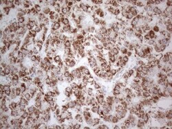 BP1 Antibody (OTI8A1), Novus Biologicals 0.1mL; Unlabeled:Antibodies, Monoclonal