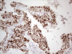 BP1 Antibody (OTI8A1), Novus Biologicals 0.1mL; Unlabeled:Antibodies, Monoclonal