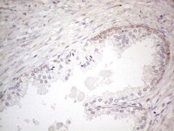BP1 Antibody (OTI8A1), Novus Biologicals 0.1mL; Unlabeled:Antibodies, Monoclonal