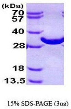 Novus Biologicals&trade;&nbsp;Recombinant Human BPGM His Protein