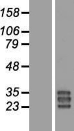 Novus Biologicals&trade;&nbsp;BPIFA3 Overexpression Lysate