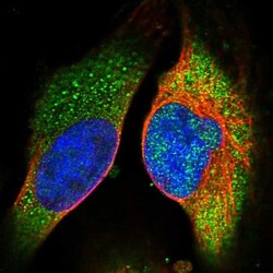 BPIFB1 Antibody, Novus Biologicals:Antibodies:Primary Antibodies