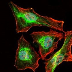 BPIFB1 Antibody (4H2) - BSA Free, Novus Biologicals:Antibodies:Primary
