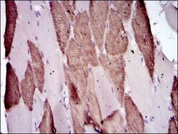 BPIFB1 Antibody (4H2) - BSA Free, Novus Biologicals:Antibodies:Primary