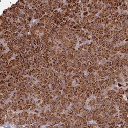 BPIL2 Antibody, Novus Biologicals 25 &mu;L; Unlabeled:Antibodies, Polyclonal
