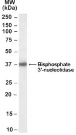 BPNT1 Antibody, Novus Biologicals 0.1mg; Unlabeled:Antibodies, Polyclonal