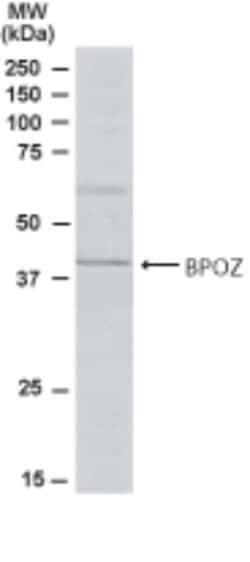 BPOZ Antibody, Novus Biologicals 0.1mg; Unlabeled:Antibodies, Polyclonal