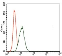 Brachyury Antibody (1H9A2) - BSA Free, Novus Biologicals 0.1mL; Unlabeled:Antibodies,