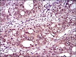 Brachyury Antibody (1H9A2) - BSA Free, Novus Biologicals 0.1mL; Unlabeled:Antibodies,