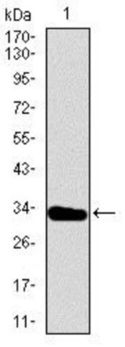Brachyury Antibody (1H9A2) - BSA Free, Novus Biologicals 0.1mL; Unlabeled:Antibodies,