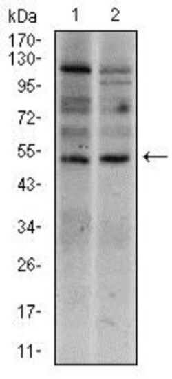 Brachyury Antibody (1H9A2) - BSA Free, Novus Biologicals 0.1mL; Unlabeled:Antibodies,