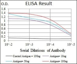 Brachyury Antibody (6C12) - BSA Free, Novus Biologicals 0.1mL; Unlabeled:Antibodies,