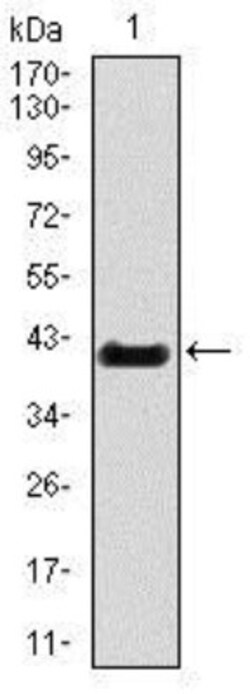 Brachyury Antibody (6C12) - BSA Free, Novus Biologicals 0.1mL; Unlabeled:Antibodies,