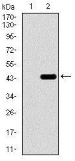 Brachyury Antibody (6C12) - BSA Free, Novus Biologicals 0.1mL; Unlabeled:Antibodies,