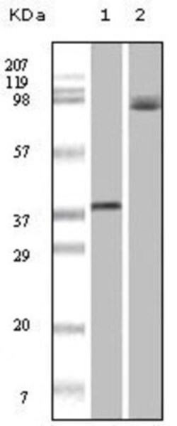 B-Raf Antibody (1H12F1), Novus Biologicals 0.1 mL | Buy Online | Novus Biologicals | Fisher Scientific