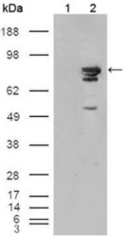 B-Raf Antibody (1H12F1), Novus Biologicals 0.1 mL | Buy Online | Novus Biologicals | Fisher Scientific