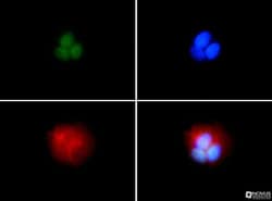 BRCA1 Antibody (KEN) - BSA Free, Novus Biologicals:Antibodies:Primary Antibodies