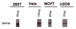BRCA1 Antibody (KEN) - BSA Free, Novus Biologicals:Antibodies:Primary Antibodies