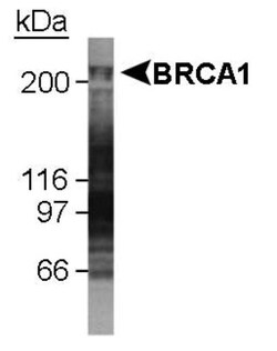 BRCA1 Antibody (KEN) - BSA Free, Novus Biologicals:Antibodies:Primary Antibodies
