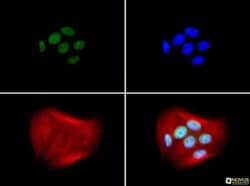 BRCA1 Antibody (RAY) - BSA Free, Novus Biologicals:Antibodies:Primary Antibodies