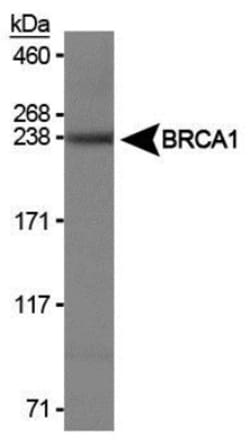 BRCA1 Antibody (RAY) - BSA Free, Novus Biologicals:Antibodies:Primary Antibodies