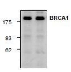 BRCA1 Rabbit anti-Human, Mouse, Rat, Polyclonal, Novus Biologicals:Antibodies:Primary