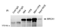 BRCA1 Antibody (17F8), Novus Biologicals 0.1mg; Unlabeled:Antibodies, Monoclonal