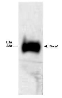 BRCA1 Antibody, Novus Biologicals 0.1mg; Unlabeled:Antibodies, Polyclonal