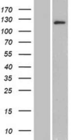 Novus Biologicals&trade;&nbsp;BRD1 Overexpression Lysate