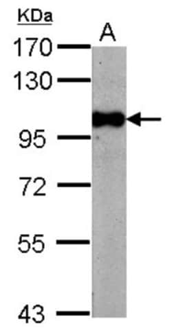 BRD3 Antibody, Novus Biologicals 0.1mL; Unlabeled:Antibodies, Polyclonal