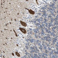 Novus Biologicals BRD4 Antibody, Novus Biologicals™