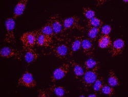 BRD4 Antibody, Novus Biologicals 0.1mL; Unlabeled:Antibodies, Polyclonal