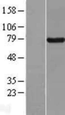 Novus Biologicals&trade;&nbsp;BRD7 Overexpression Lysate